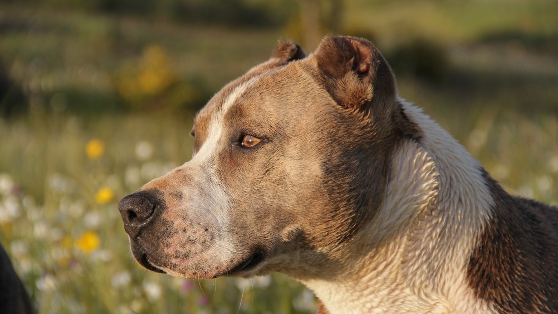 Perro pitbull