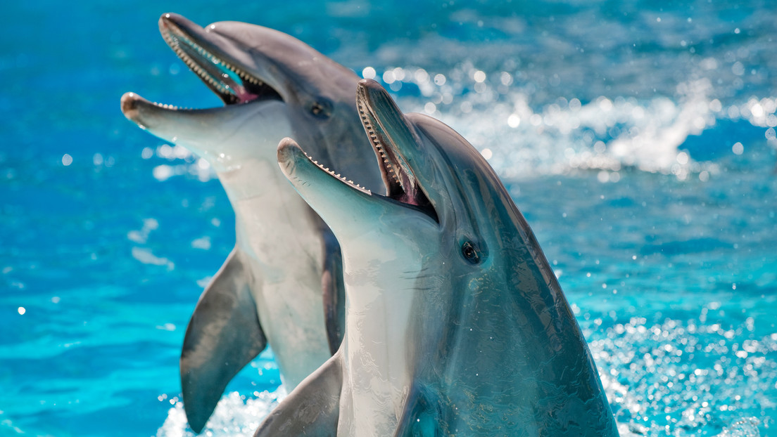 Descubren que a los delfines les gusta música clásica y que esta los vuelve más amigables
