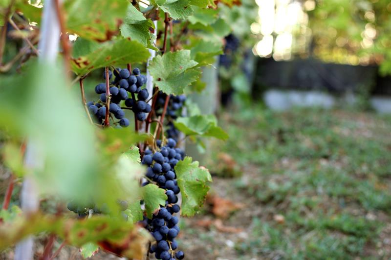 México y RD lideran las compras de vino español en América Latina