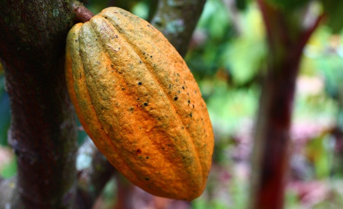 Cacao