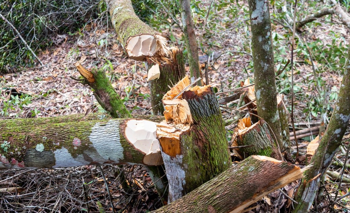 Apresan a dominicano acusado de depredar bosque en el parque Nalga de Maco