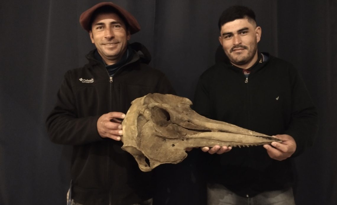Hallan en Argentina cráneo de delfín de 5.000 años de antigüedad