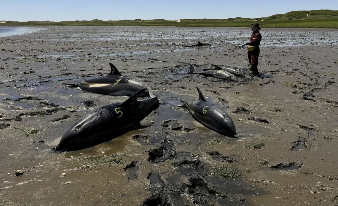 El varamiento masivo de delfines en Cape Cod es el más grande en la historia de Estados Unidos