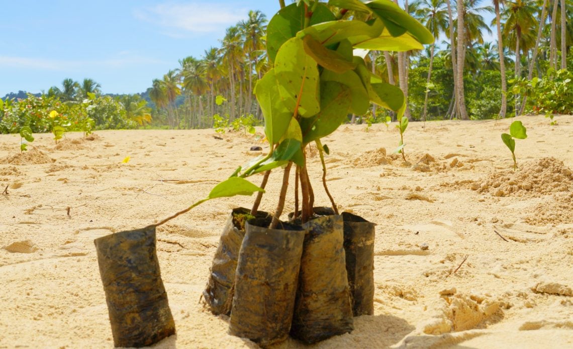 Siembran 3,500 plantas de uvas en Playa Rincón, Samaná